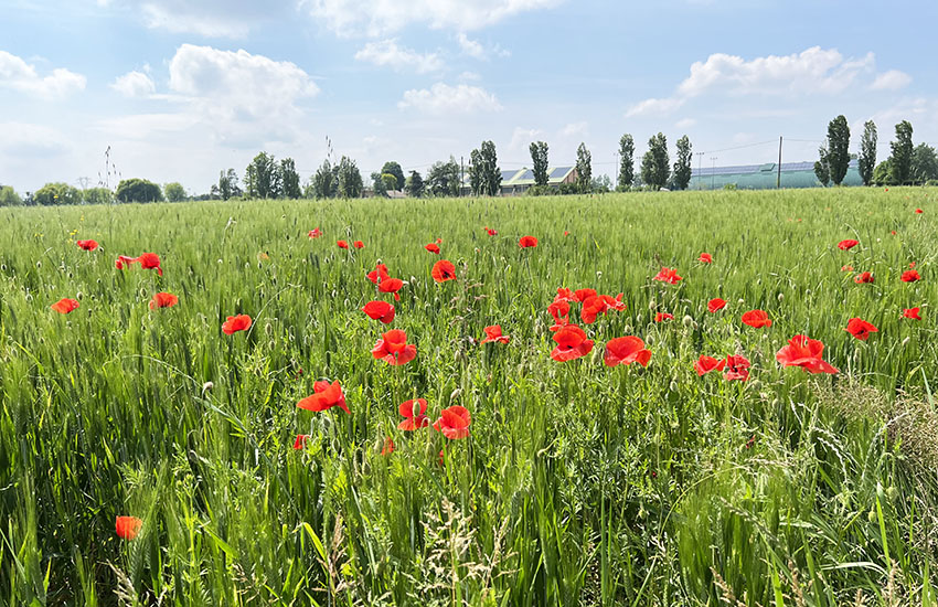 Field of poppies in Reggio Emilia, Italy