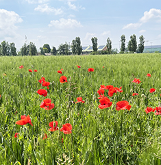 Field of poppies in Reggio Emilia, Italy
